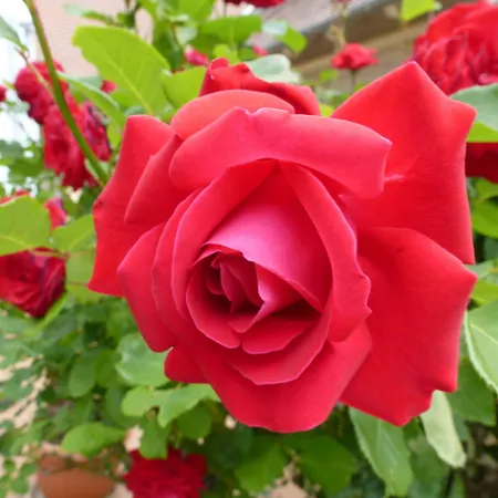 Hotel Giardino Balatongyörök