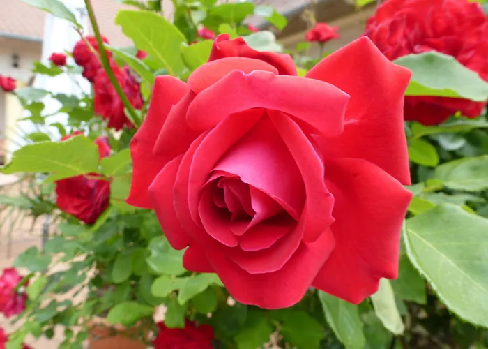 ホテル Giardino Balatongyörök